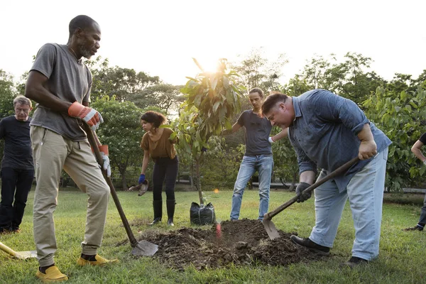 People Digging Hole Planting Tree