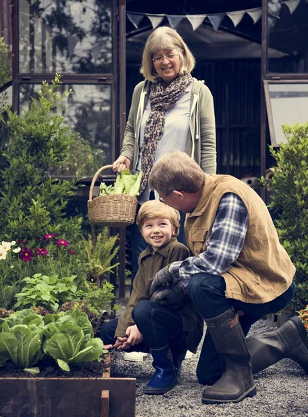 Dziadków i wnuk odebrać warzyw — Zdjęcie stockowe
