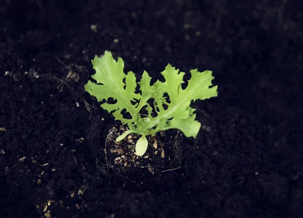 Frische Babybaum Gemüseernte Vom Bauernhof Originelle Fotosets — Stockfoto