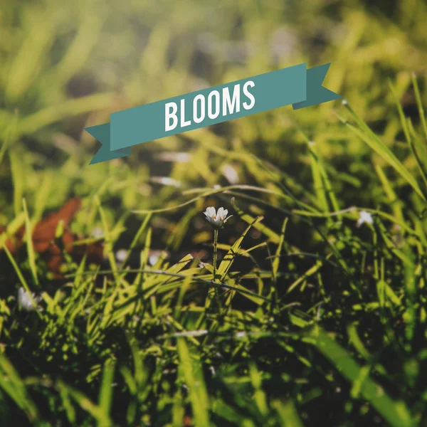 Flores no campo com grama verde — Fotografia de Stock