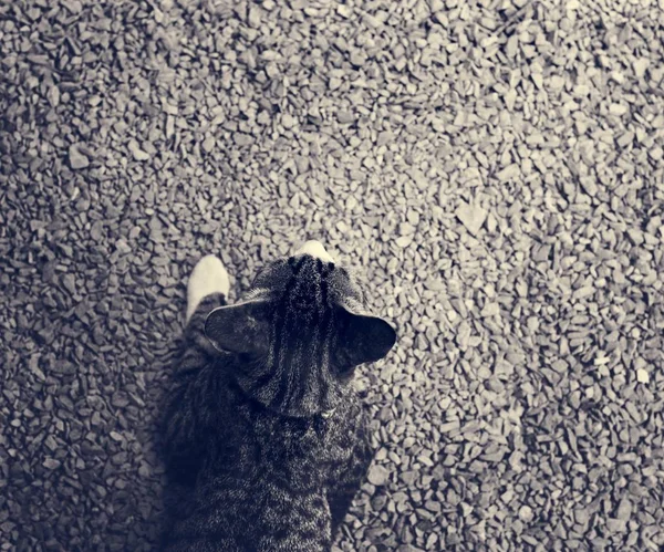 Katze liegt auf der Asphaltstraße — Stockfoto
