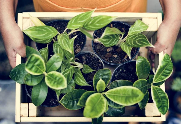 Mensen Houden Van Houten Container Met Kamerplant Originele Photoset — Stockfoto