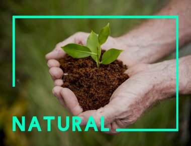 Bitki elinde tutan kişi