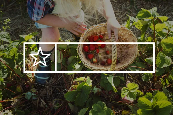 Frau pflückt Erdbeeren zum Korb — Stockfoto