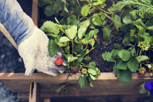 Tangan Menampilkan Pohon Strawberry — Stok Foto