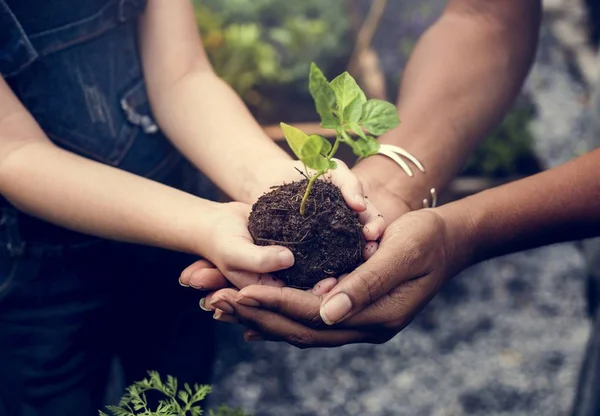 Anak akan menanam pohon — Stok Foto