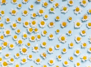 Beyaz papatya çiçekleri