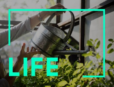 bitkilerin sulama ile sulama