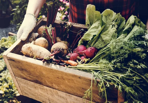 Садовник с органической сельскохозяйственной продукцией — стоковое фото