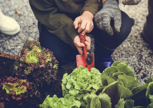 Plantación familiar vegetal del jardín — Foto de Stock