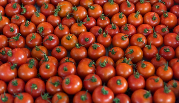 Φρέσκο Κόκκινο Ντομάτες Συγκομιδή Λαχανικών Από Αγρόκτημα Πρωτότυπο Photoset — Φωτογραφία Αρχείου