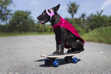 Köpek süper kahraman kostümü içinde