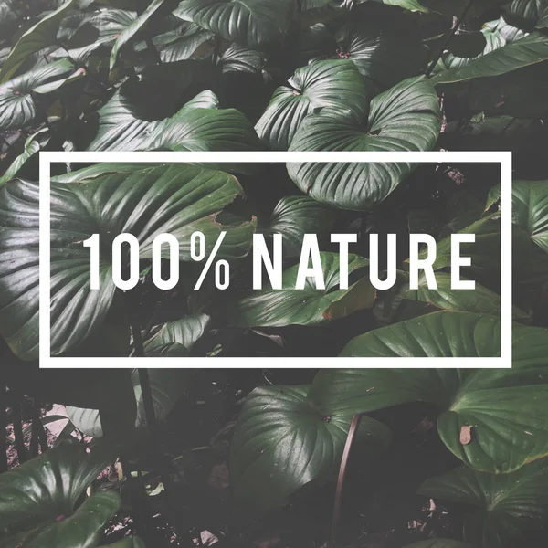 Foglie tropicali grandi verdi — Foto Stock