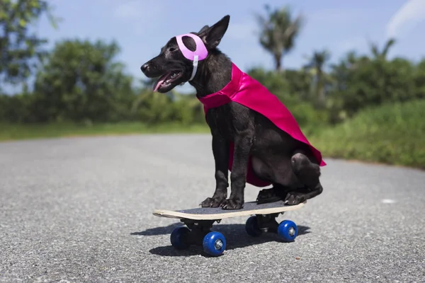 dog in superhero costume