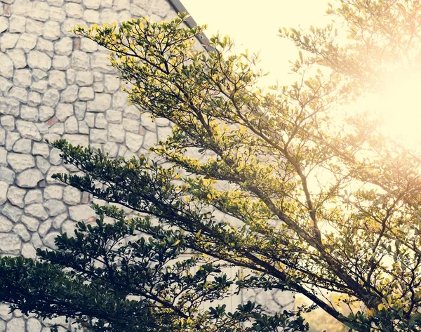 Yaz ağacı dalları — Stok fotoğraf