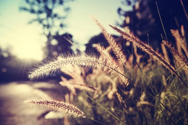 Hierba con luz solar en el campo — Foto de Stock