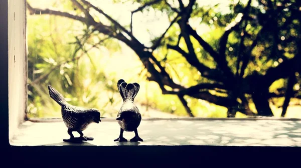 鳥のカップル窓の棚 — ストック写真