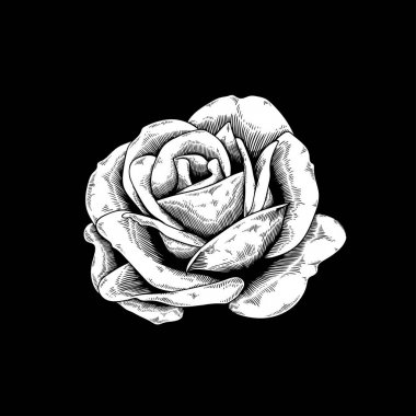 Rosebud anahat kroki