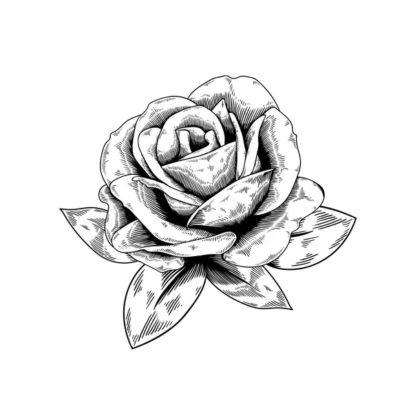 Croquis des contours du bouton de rose — Image vectorielle