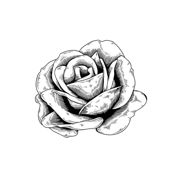 Croquis des contours du bouton de rose — Image vectorielle