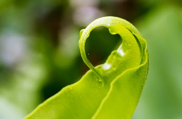 Макрос Зеленого Листя Природи Падінням Роси Оригінальний Фотосет — стокове фото