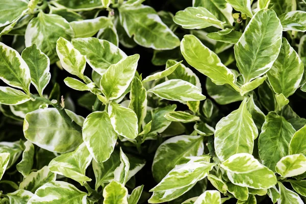 Bitki yaprakları, özgün photoset gerçek doğa closeup