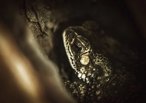 Real toad hiding in tree — Stock Photo, Image