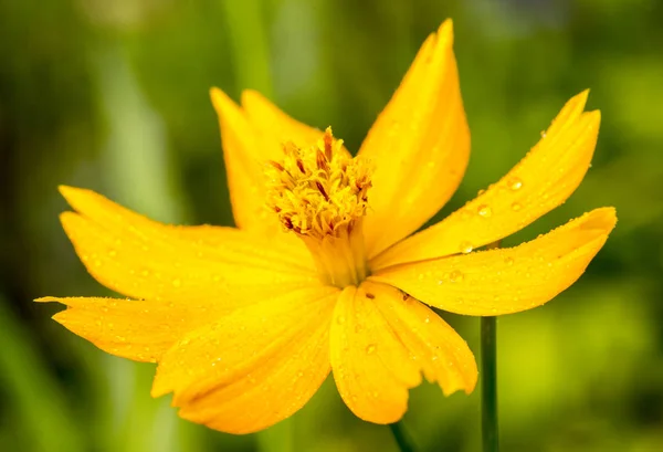 Bir sarı çiçek. — Stok fotoğraf