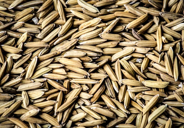 Närbild Opolerat Riskorn Paddy Makro Ursprungliga Fotosätta — Stockfoto