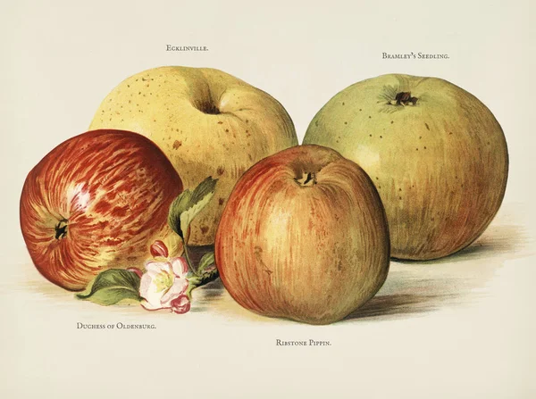 Frukt Odlarens Guide Vintage Illustration Apple Ursprungliga Fotosätta — Stockfoto