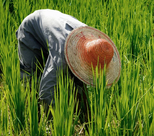 Landwirt Erntet Reis Originelle Fotosets — Stockfoto