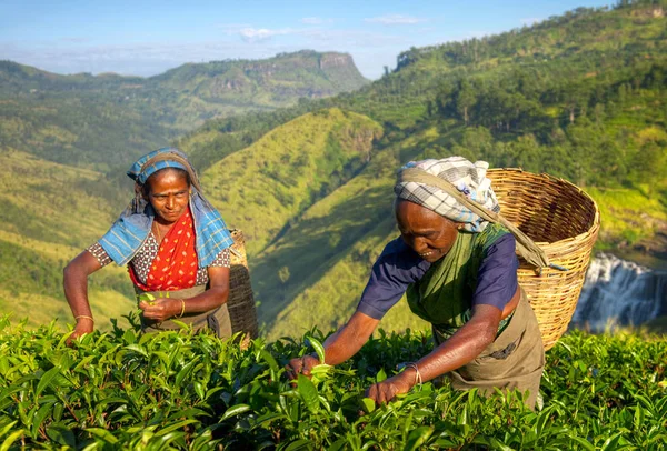 Zbieracze Herbaty Plantacji Sri Lanka Koncepcja Oryginalny Photoset — Zdjęcie stockowe