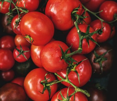 Domates, sebze hasat tarladan, orijinal photoset taze kırmızı