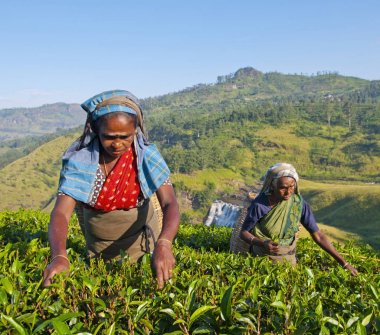 Çay toplayıcılar bir plantasyon içinde Sri Lanka kavramı, özgün, photoset