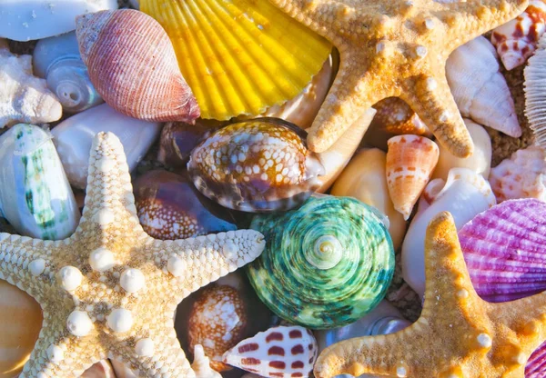 Conchiglie Sulla Riva Del Mare Clima Tropicale — Foto Stock