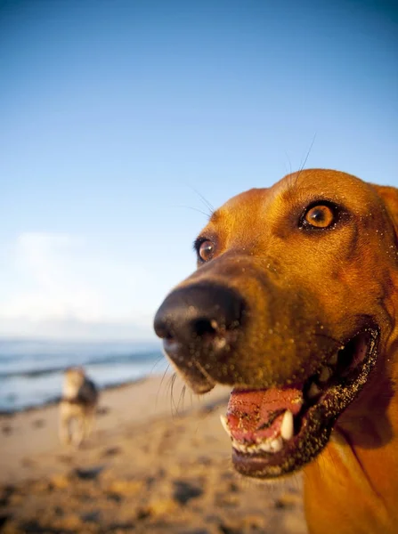 Hnědý pes na pláži — Stock fotografie