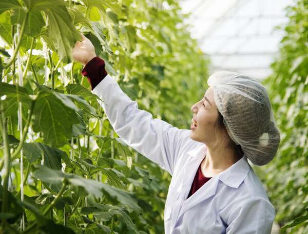 Asian scientist studying plant leave, original photoset