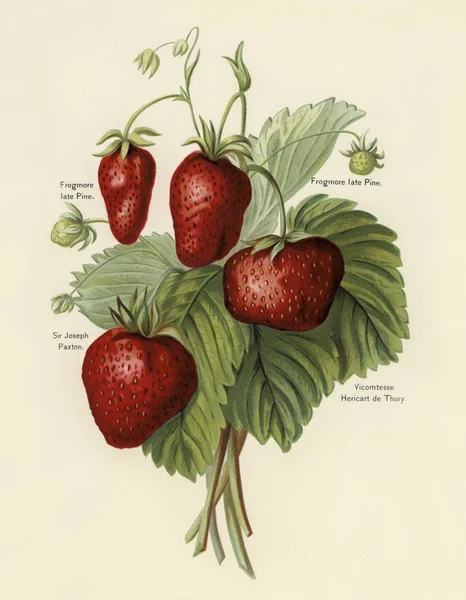 Frukt Odlarens Guide Vintage Illustration Jordgubbar Ursprungliga Fotosätta — Stockfoto