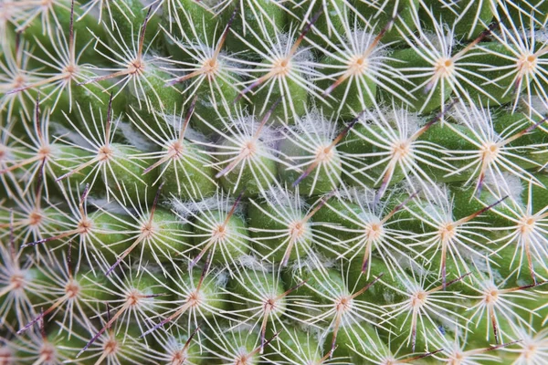 Cactus Spikar Natur Krukväxt Bakgrund Ursprungliga Fotosätta — Stockfoto
