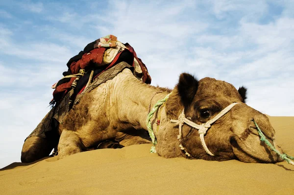 元の砂漠で砂の上に横たわって疲れているラクダ動物写真植字 — ストック写真
