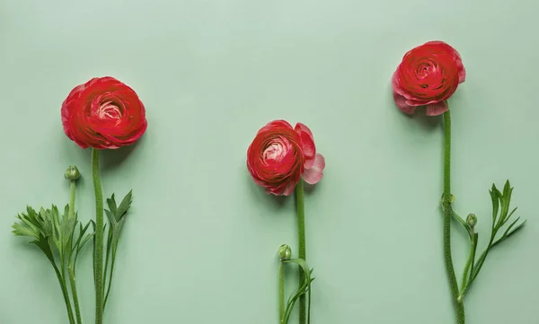 Flores vermelhas no fundo verde — Fotografia de Stock