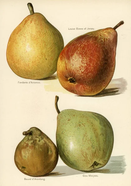 Poradnik Plantatora Owoców Vintage Ilustracji Gruszki Oryginalny Photoset — Zdjęcie stockowe