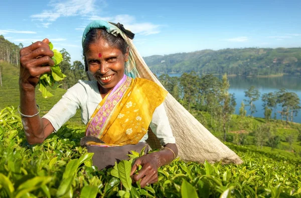 Tea Picker Plantation Sri Lanka Concept Original Photoset — Stock Photo, Image