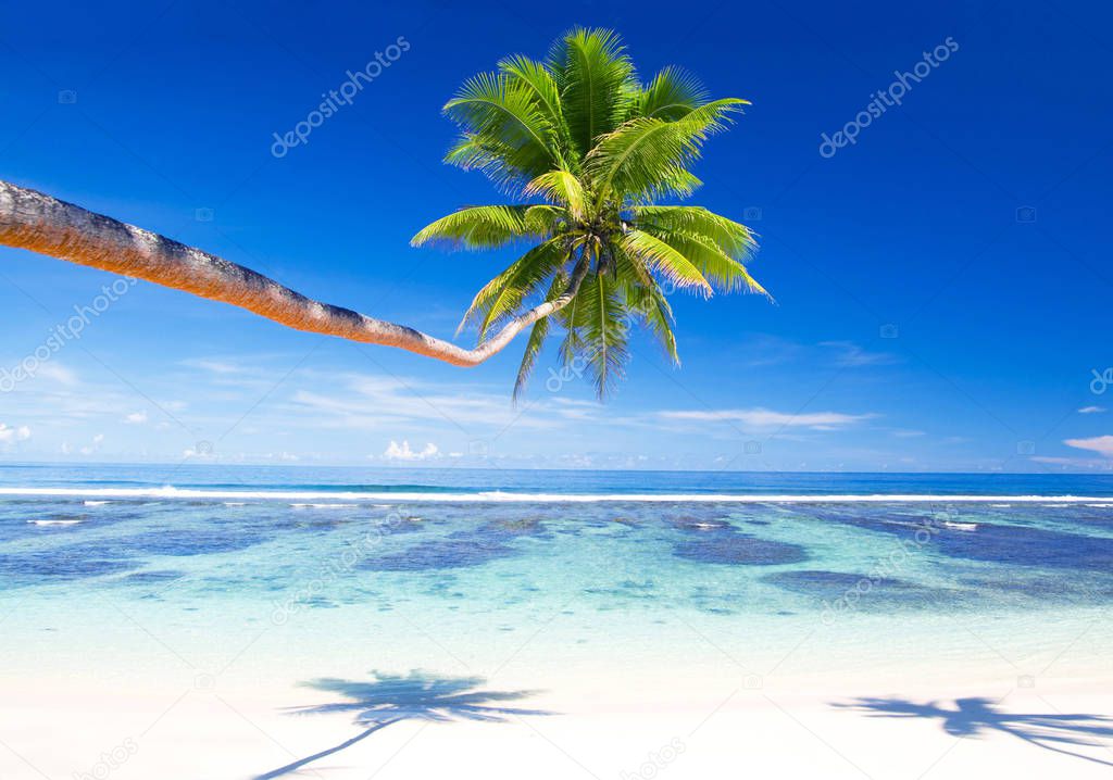 Tropical beach with blue ocean and palm trees 
