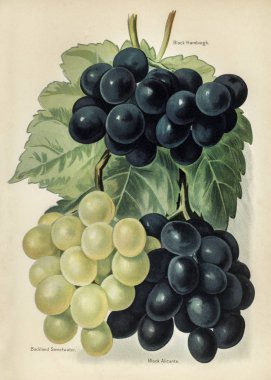  Meyve grower's Kılavuzu: üzüm, orijinal Illustration Vintage photoset