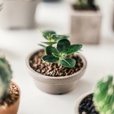 Çeşitli küçük kaktüsler, özgün photoset