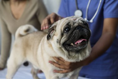 Evde beslenen hayvan pug özgün bir veteriner kliniğinde photoset