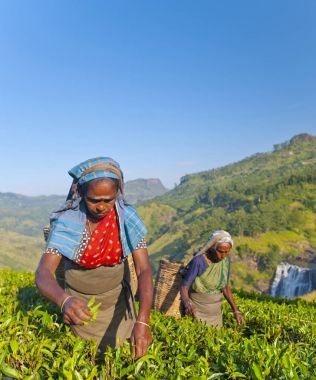 Çay toplayıcılar bir plantasyon içinde Sri Lanka kavramı, özgün, photoset