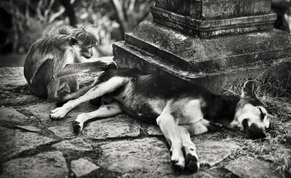 Affenpflege Eines Hundes Einem Sri Lankischen Tempelkonzept Originelle Fotosets — Stockfoto