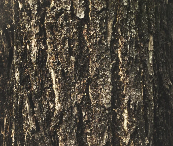 茶色の木の樹皮 — ストック写真
